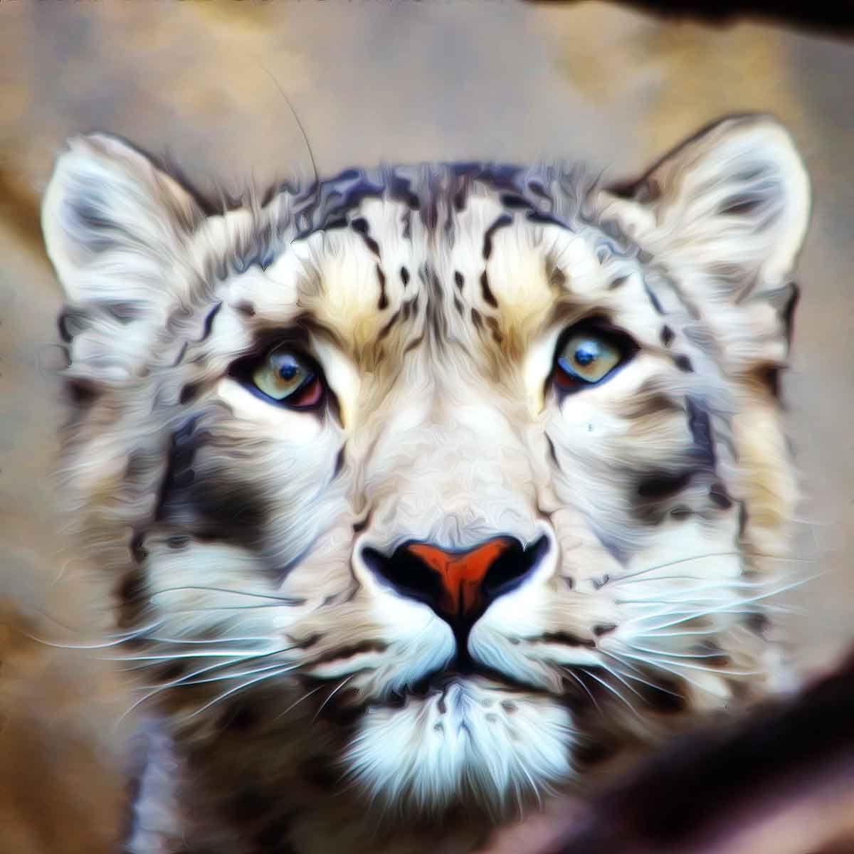 Snow leopard