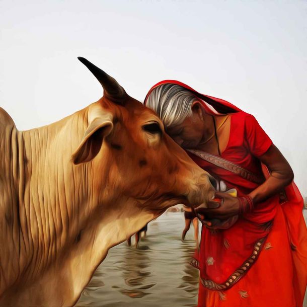 Anyone who kills cow deemed to rot in hell; ban cow slaughter, declare cow as national animal: Allahabad High Court