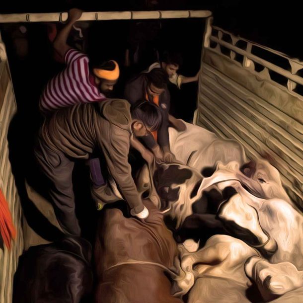 Cattle smugglers Zeeshan, Saddam and Qasim shot in police encounter, stolen cow rescued
