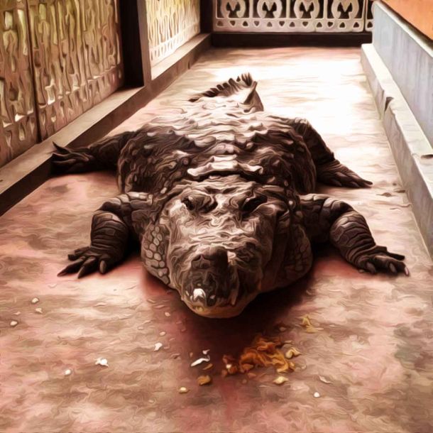 Babiya, the divine crocodile, who lived in Kerala’s Ananthpuram lake temple dies, tributes pour in