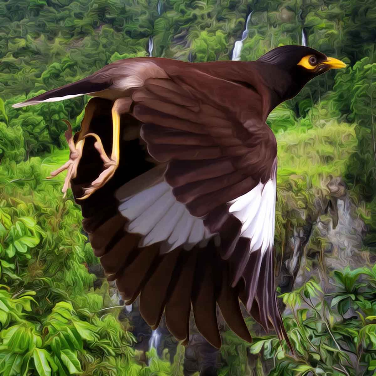 Mynah Bird Can Talk Like a Human