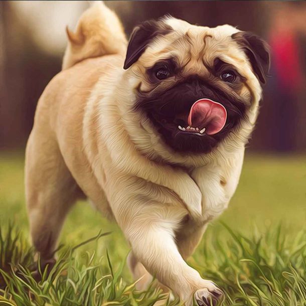 Qatar: Muslims storm secure facility used to feed and shelter stray dogs, killing 29 of them