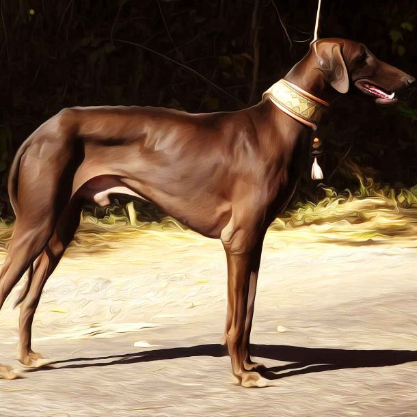 Mudhol Hound dogs will now be part of PM Modi's security detail
