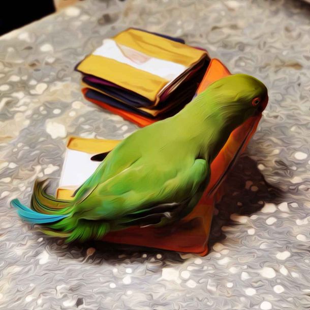 After Temple Elephants, PETA Now Goes After Fortune-Tellers Using Parakeets, 7 Arrested By TN Forest Dept