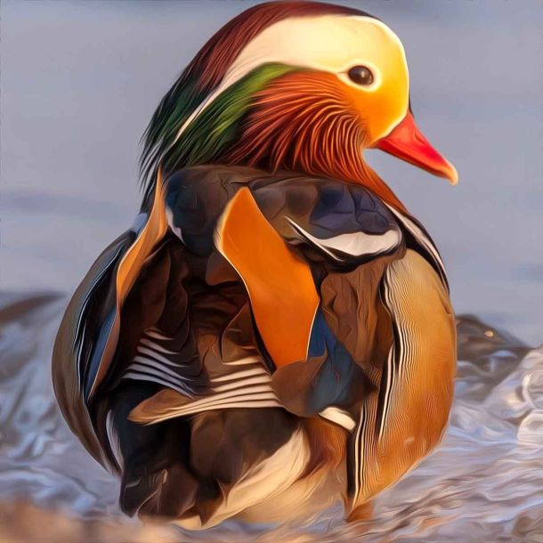 Mandarin duck