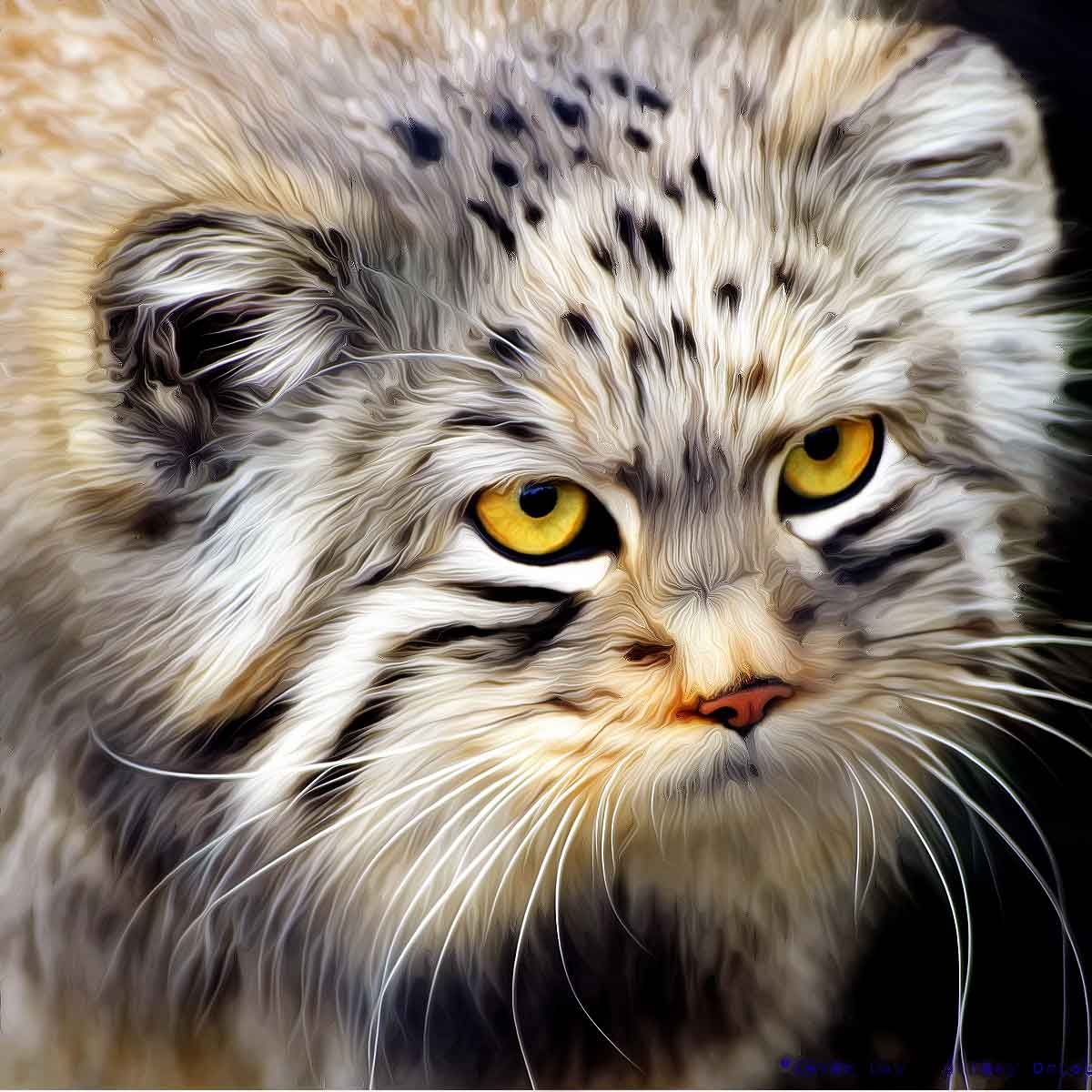 Rare Pallas’s cat makes Mt. Everest its home, stuns scientists