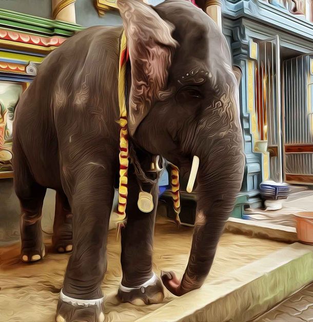 Puducherry’s Darling Lakshmi Passes Away, Activists Allege Sabotage