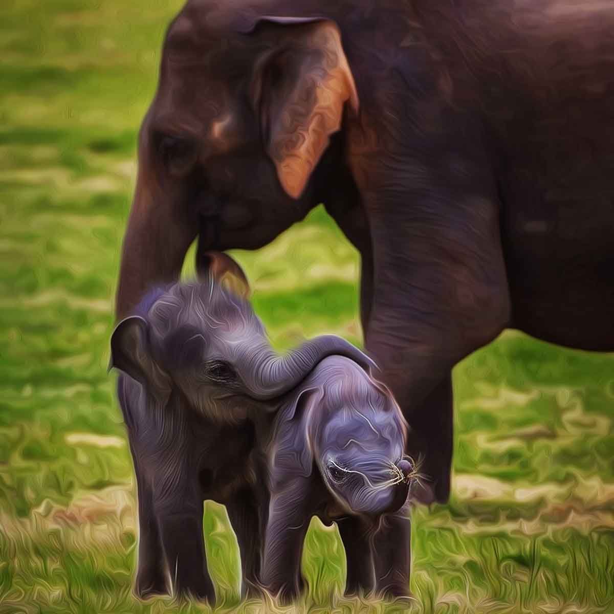 Bandipur Tiger Reserve witnesses rare twin elephant birth