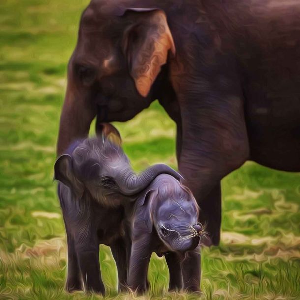 Bandipur Tiger Reserve witnesses rare twin elephant birth