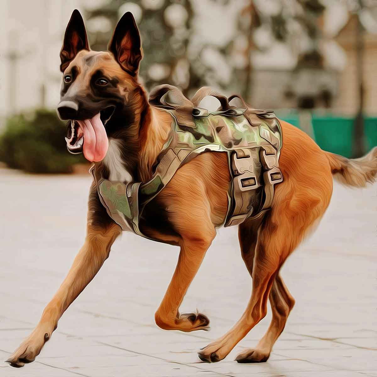 Army dog ‘Zoom’, who attacked terrorists and was shot during ops, stable after surgery