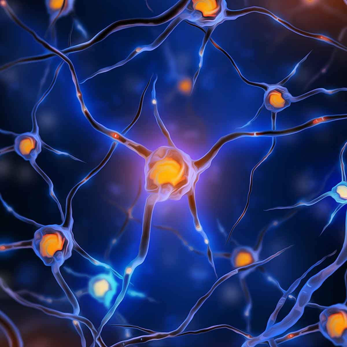 Understanding Your Brain