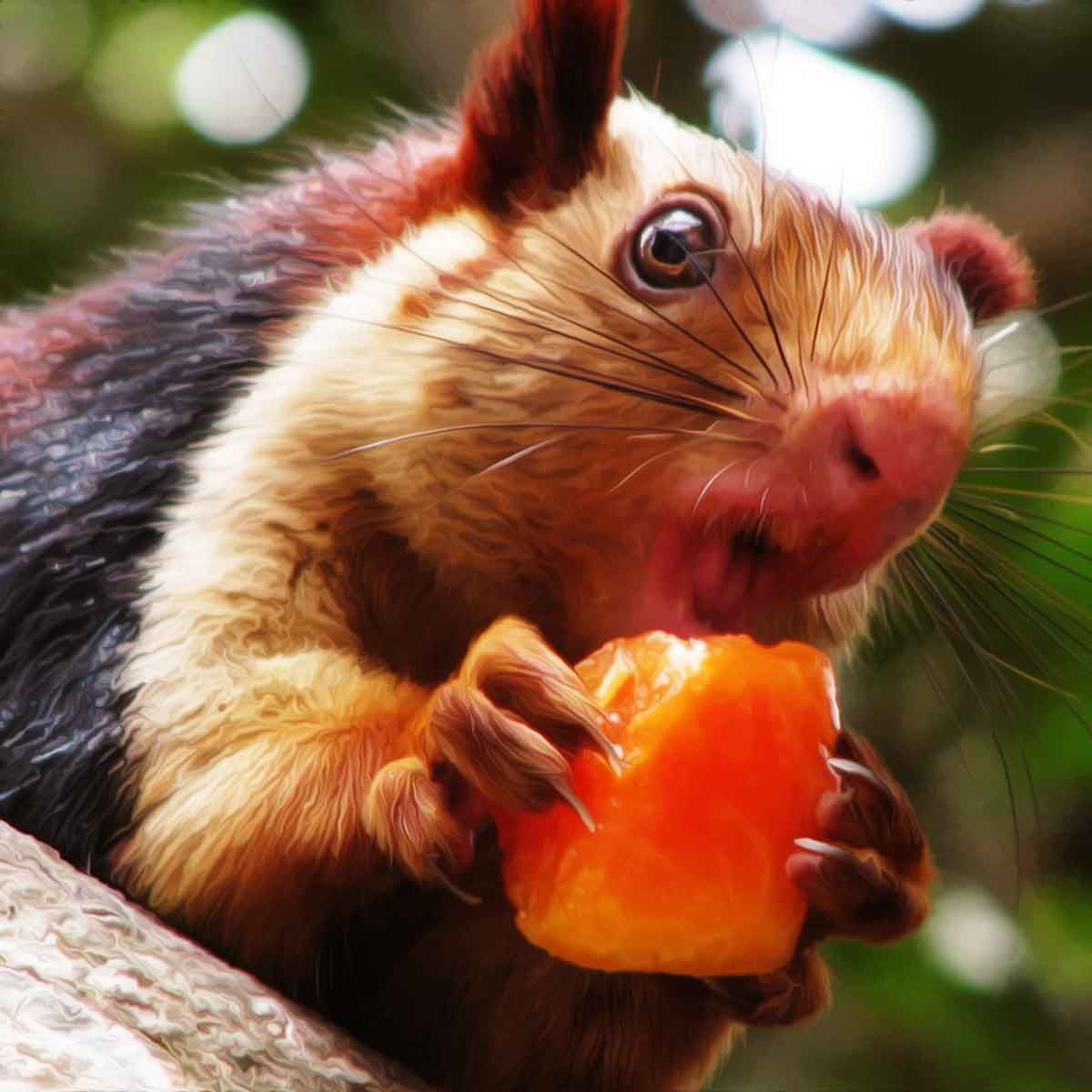India's Giant Technicolor Squirrels Bhimashankar, India