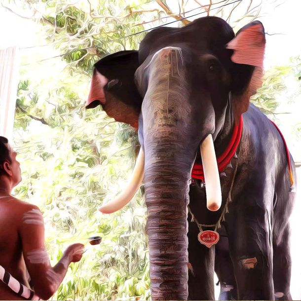 Temple Elephants: Cruelty Or Protection?